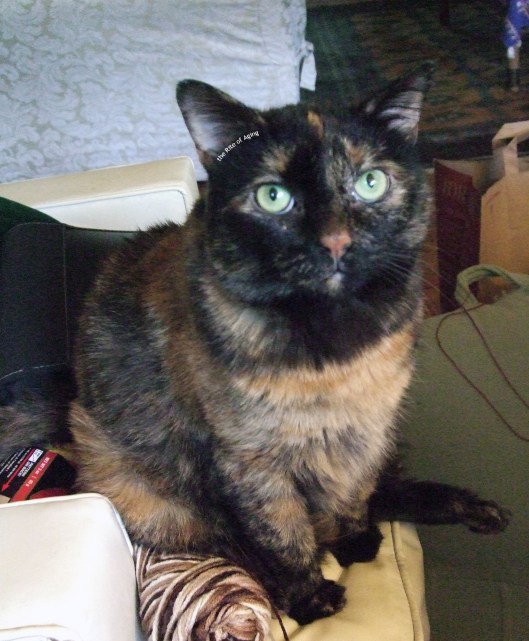 kitteh decals inspiration