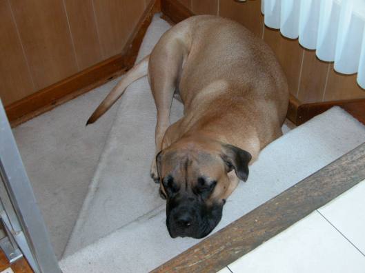 Asleep on Stairs.JPG