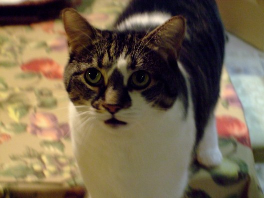 Marmalade Professional