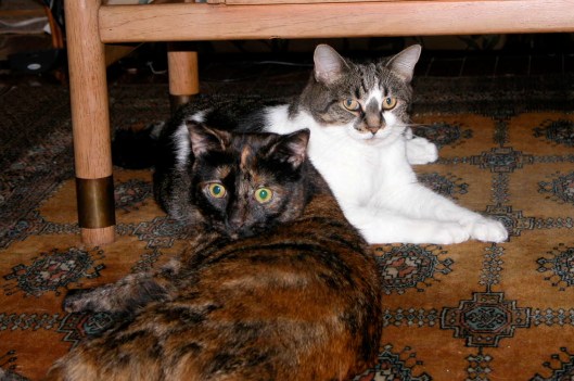 Marmalade and Sunsilk