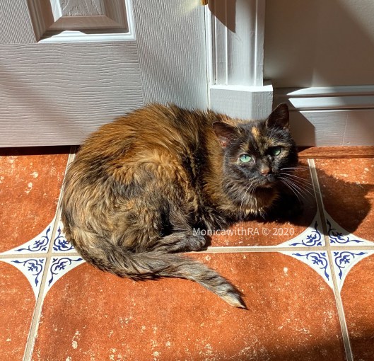 Monica with RA Beauty Rheumatoid Arthritis Blogger | Satisfied Sunday, Weekly Gratitude Blog Post Cats Pets