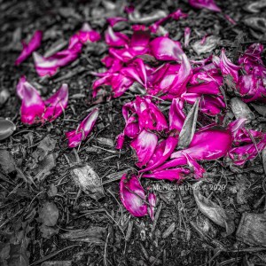 Blogger Opt Outside Nature Photo Gratitude Blog Post || Monica with RA