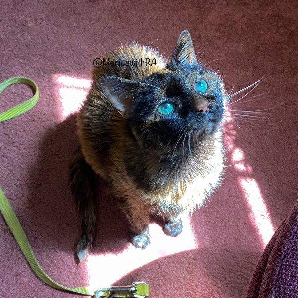 Sunsilk Sengupta Gratitude Satisified Sunday | Monica with RA blog Chronic Illness Rheumatoid Arthritis Grateful and Love